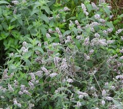 Mentha longifolia