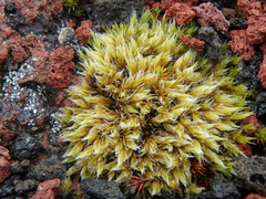 Racomitrium lanuginosum
