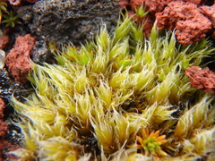 Racomitrium lanuginosum
