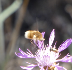 Bombyliini