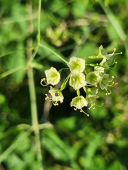 Commicarpus scandens
