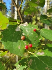 Harmandiola tremulae