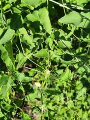 Commicarpus scandens