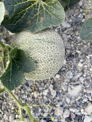 Cucumis