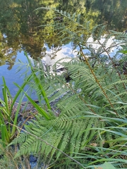 Thelypteris palustris