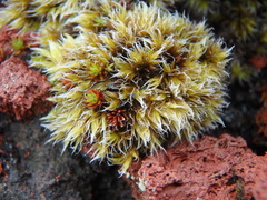 Racomitrium lanuginosum