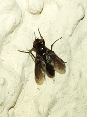 Melanophora
