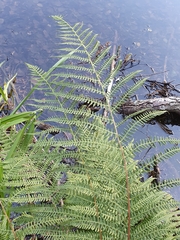 Thelypteris palustris