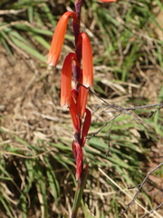 Watsonia aletroides