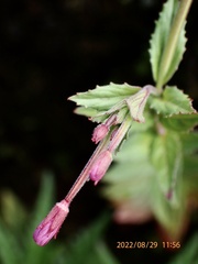 Epilobium hohuanense
