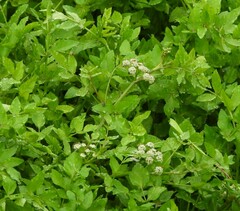 Apium nodiflorum