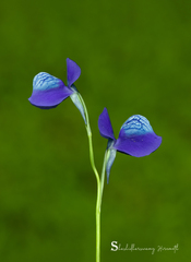 Utricularia reticulata