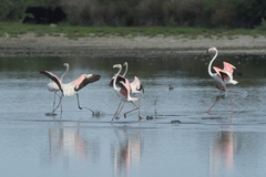 Phoenicopterus roseus