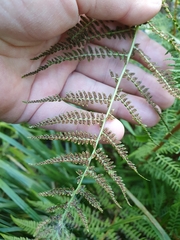 Thelypteris palustris