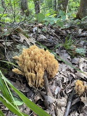 Phaeoclavulina flaccida