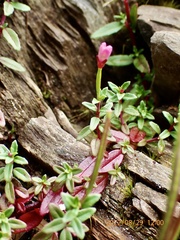Epilobium hohuanense