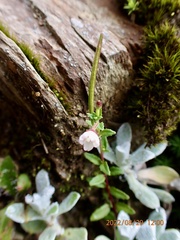 Epilobium hohuanense