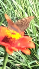 Argynnis pandora