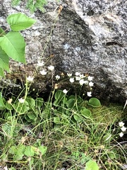 Parnassia