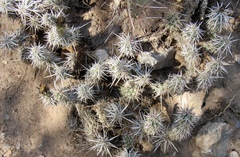 Grusonia clavata