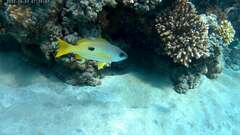 Lutjanus ehrenbergii