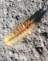 Acronicta aceris