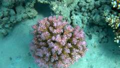 Pocillopora