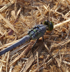 Erythemis simplicicollis