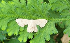 Dysaethria flavistriga