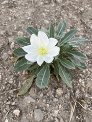 Oenothera cespitosa