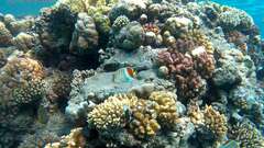 Chaetodon paucifasciatus