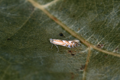 Phyllonorycter