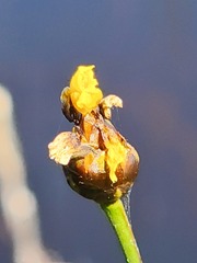 Xyris montana