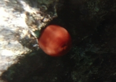 Actinia mediterranea