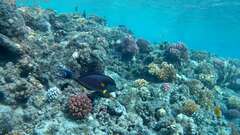 Acanthurus sohal