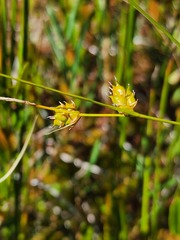 Carex oligosperma