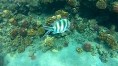 Abudefduf sexfasciatus