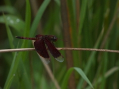 Neurothemis fluctuans