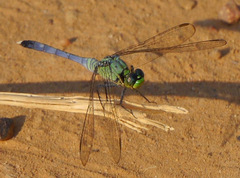 Erythemis simplicicollis