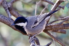 Melaniparus cinerascens