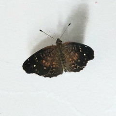 Anthanassa atronia