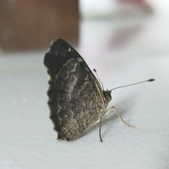 Anthanassa atronia