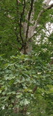 Quercus alba