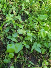 Ranunculus flammula