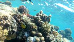 Chaetodon austriacus