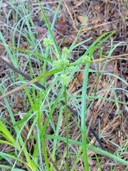Cyperus entrerianus
