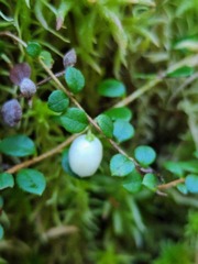Gaultheria hispidula