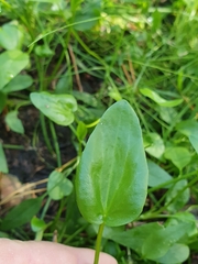 Ranunculus flammula
