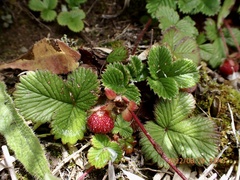 Fragaria hayatae