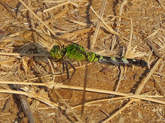 Erythemis simplicicollis